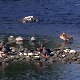 Чађава вода у кориту Ибра, грађани очекују одговор од надлежних о чему је реч