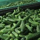Чачански рецепт за добру продају корнишона
