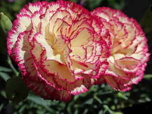  1001 Траг - Каранфил се на пут спрема - Драгица Радосављевић Цакана 