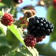 Код Шмитових из Панчева купина је и обновљива енергија