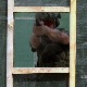 "Чувар реда" – такмичење војних полиција из шест земаља први пут у Србији