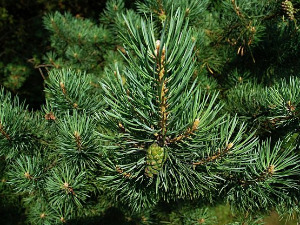  1001 Траг - Боса Мара Босну прегазила - Нада Мамула 