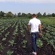 На мети лопова све са њива – и купус и кромпир, чак и риба из рибњака