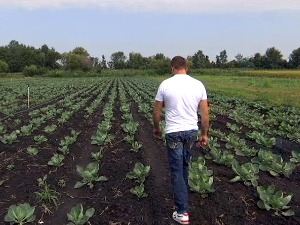 На мети лопова све са њива – и купус и кромпир, чак и риба из рибњака