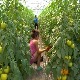 Слога кућу гради – у породици Тошовић и најмлађи знају своје обавезе, а све раде са осмехом