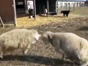 Мировне снаге