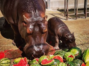 Бео зоо врт добио принову, рођено младунче нилског коња