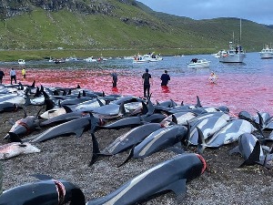 Море око Фарских острва поново црвено – масакр скоро 1.500 делфина