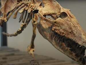 У Египту пронађени остаци кита који је имао четири ноге