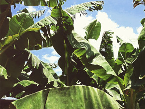 Да ли ће се у нашим воћњацима ускоро гајити и банане