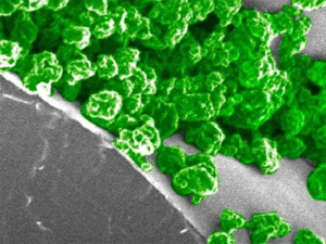 Хоћемо ли сијалице заменити светлећим биљкама