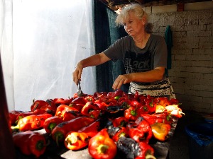Због суше и града паприке нема довољно – цена ајвара и до 1.000 динара