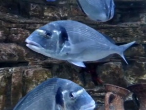 Акваријум Бока открива морски живот Црне Горе 