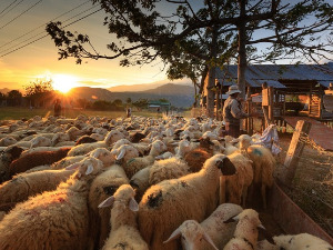  1001 Траг - Ој овчаре - Драгослав Михајловић Канаринац 