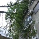 Кошава оборила дрво у центру Београда, крошње "ушле" у станове