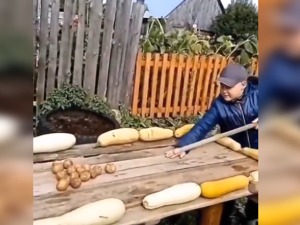 Ратарски билијар