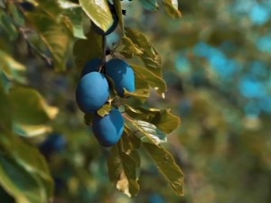 Љутом шљивом на љути виски – који су адути српске ракије