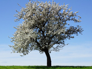  1001 Траг - Покрај пута родила јабука - Горица Илић 