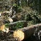 Зашто би требало да дрво одстоји бар годину дана пре ложења
