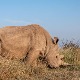 Остала само једна женка северног белог носорога у програму борбе за спас врсте