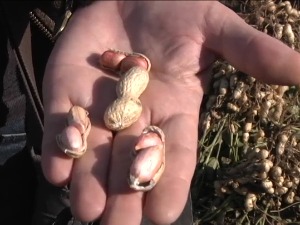 Када је посејала кикирики, село Верки није веровало, а сада јој сви помажу у брању
