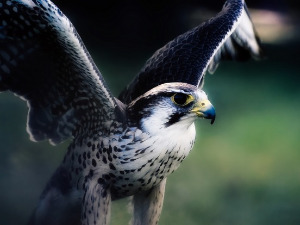  1001 Траг - Дјевојка соколу зулум учинила - Нада Мамула 