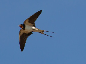  1001 Траг - Ластавице ласто - Соња Перишић 