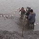 Да ли ће Србија морати да увози шарана