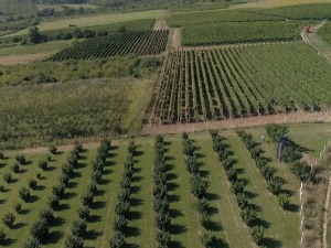 Хоће ли карловачке винограде и медоносне ливаде прекрити прашина из циглане