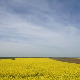 	Фолдер Србија: Њива криве баре 