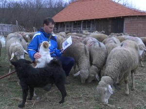 Историја и чување оваца немају много додирних тачака – осим у случају Мише Анђелковића из Пирота