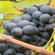 Српска кадарка, готово заборављена, може да замени и светске сорте грожђа