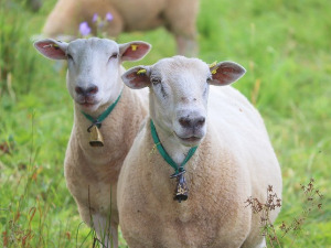  1001 Траг - Звони звонце - Анђелка Говедаровић 