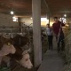 Обрадовићима пуна штала и обори, Ђорђе је одлучио да настави породичну традицију