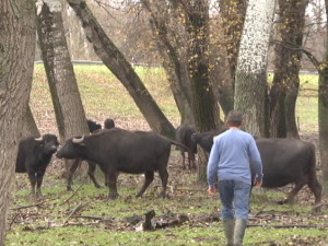 Повратак аутохтоних говеда – у Банату највећа фарма са 130 водених бивола