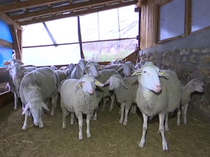 Једно јагње за спас овчарства, када произвођачи реше да сами донирају изградњу кланице