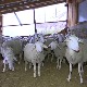 Једно јагње за спас овчарства, када произвођачи реше да сами донирају изградњу кланице