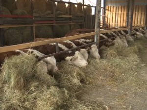 Због чега се у таковском крају све више узгајају говеда херефорд расе