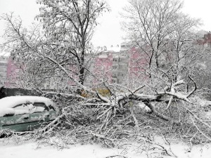 Шта када дрво падне на аутомобил – како и од кога наплатити штету