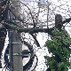 Шта може да се предузме да би се далеководи заштитили, да ли је сеча дрвећа уз каблове решење