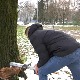 Како стабла иду на здравствени преглед