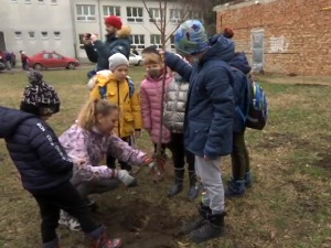 Ничу воћњаци у школским двориштима – ко стоји иза необичне акције