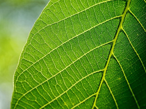 Свирај свирче - Лист