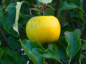 Од злата јабука