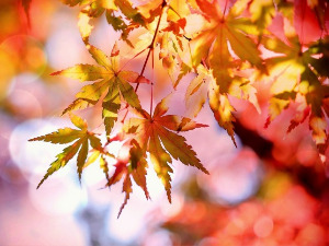  1001 Траг - Кад у јесен лишће жути - Силвана Арменулић и Предраг Гојковић Цуне 