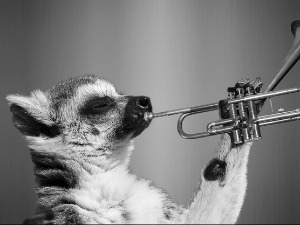 Зоо симфонија: Ајкула