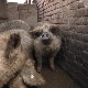 Мангулице нема ко да купи, а накупци убијају цену