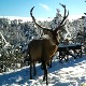 Јелени и кошуте из војвођанске равнице стигли на Златибор