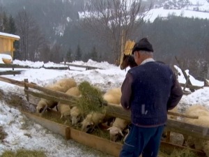 Шта мучи голијске сточаре кад завеје?