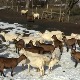 Бела коза Евка омиљена на фарми у Росици